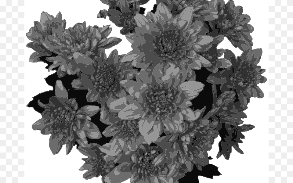Plant, Dahlia, Flower, Daisy Png Image