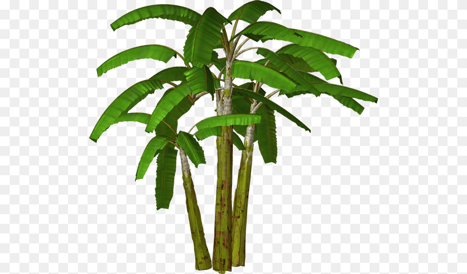 Palm Tree, Plant, Tree, Vegetation Png Image