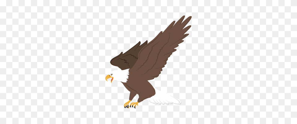Image, Animal, Bird, Eagle, Beak Free Png