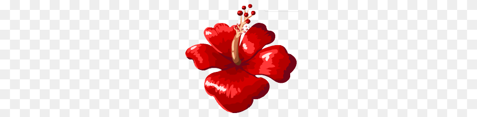 Flower, Hibiscus, Plant, Food Png Image