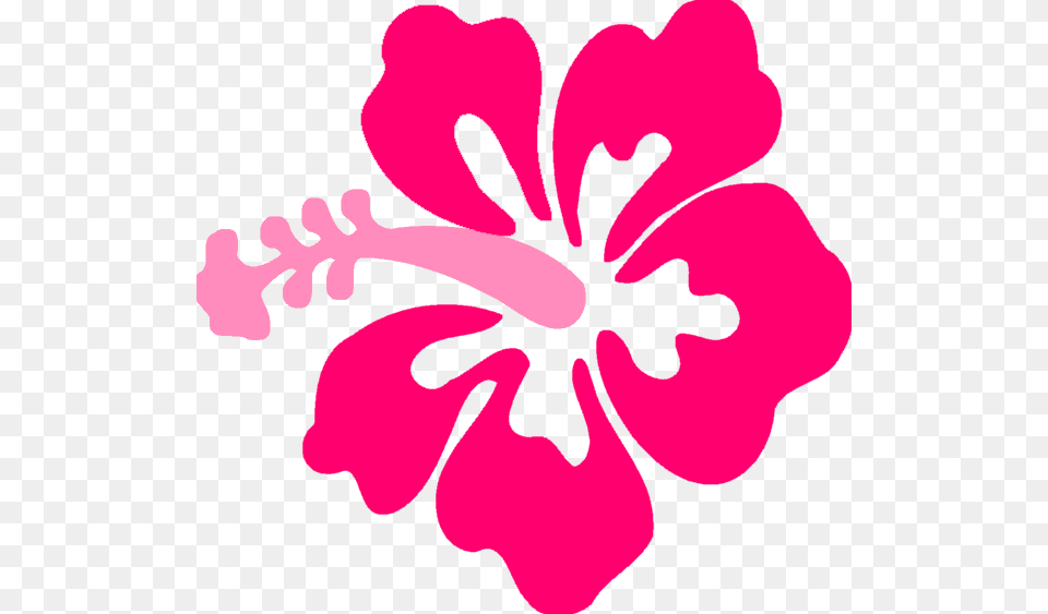 Image, Flower, Hibiscus, Plant, Person Free Png