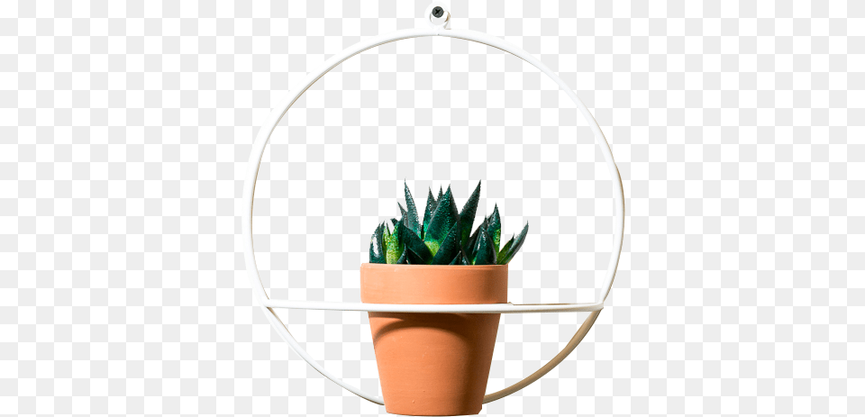 Image, Plant, Potted Plant, Pottery, Aloe Free Png Download