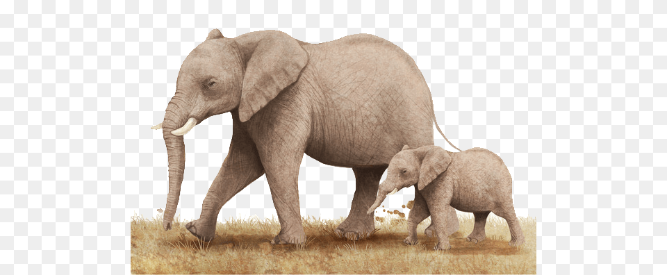 Animal, Elephant, Mammal, Wildlife Png Image