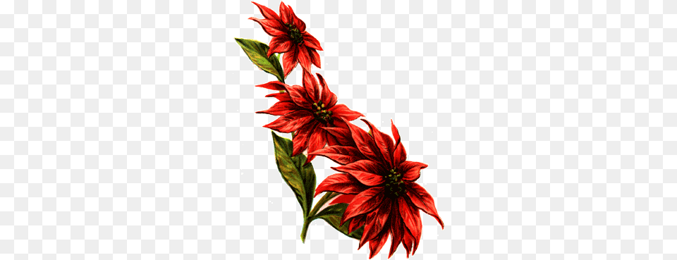 Image, Plant, Dahlia, Flower, Petal Png