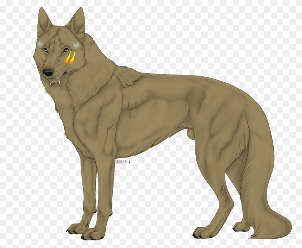 Image, Animal, Coyote, Mammal, Canine Free Transparent Png