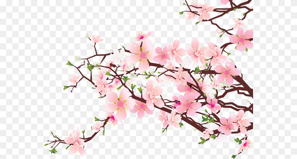 Image, Flower, Plant, Cherry Blossom, Chandelier Free Transparent Png