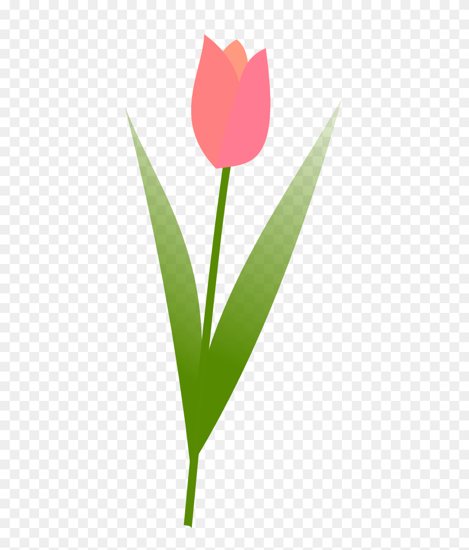 Image, Flower, Plant, Leaf, Tulip Png