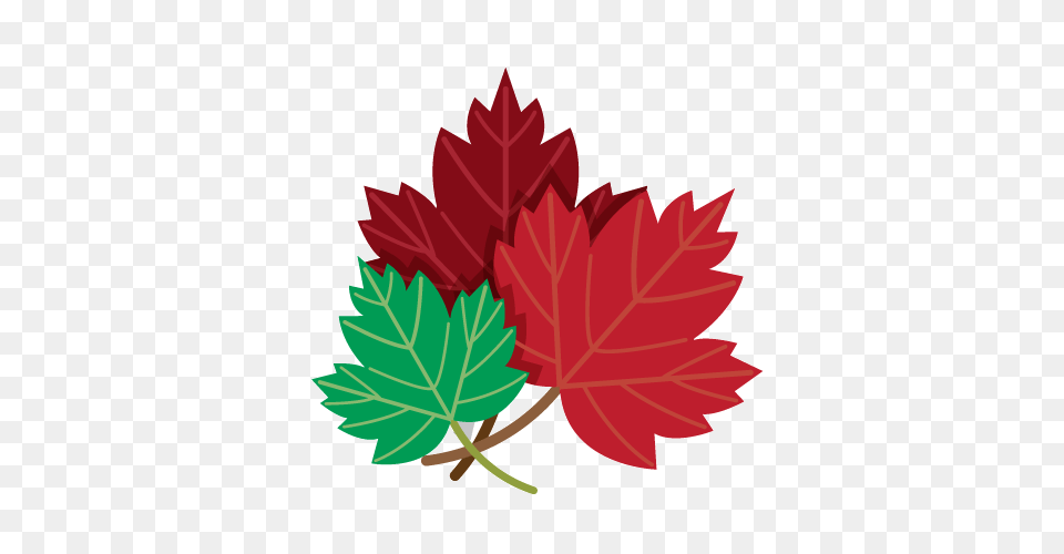 Leaf, Plant, Tree, Maple Leaf Png Image