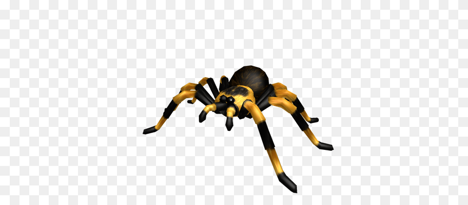 Image, Animal, Invertebrate, Spider, Insect Free Transparent Png