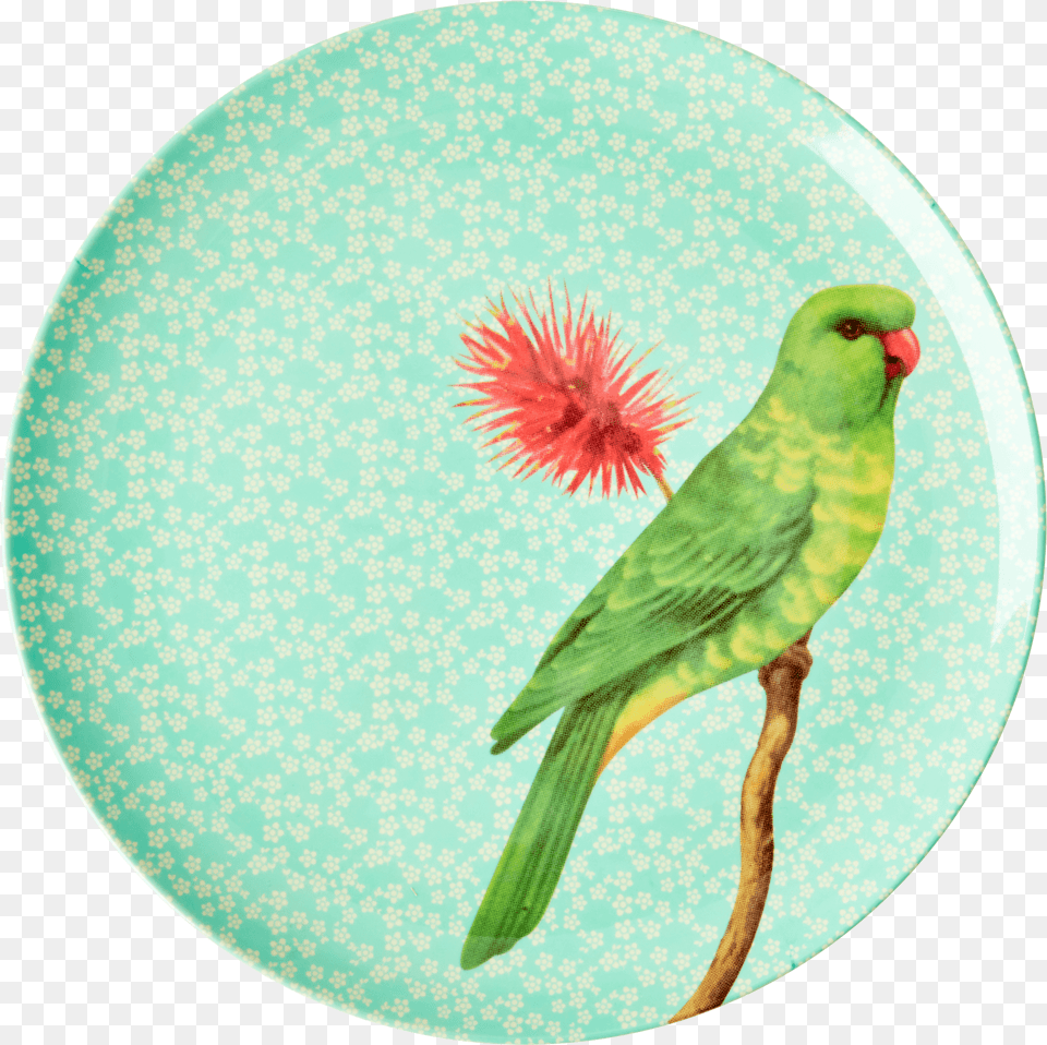 Image, Animal, Bird, Parakeet, Parrot Free Transparent Png