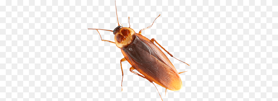 Image, Animal, Cockroach, Insect, Invertebrate Free Transparent Png