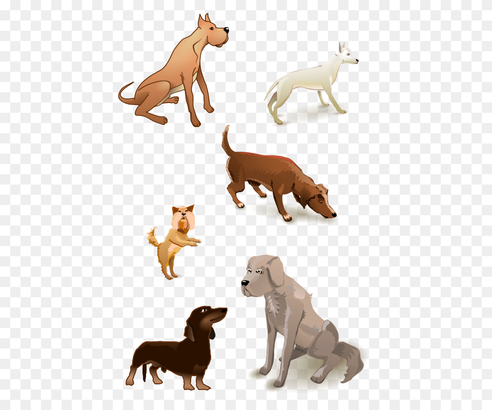 Image, Animal, Bear, Canine, Dog Free Transparent Png