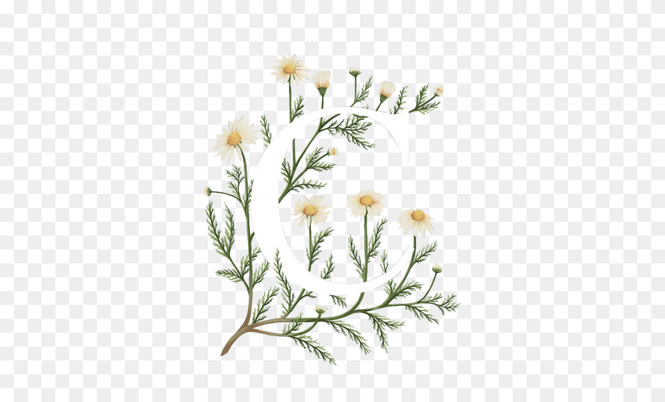 Image, Daisy, Flower, Herbal, Herbs Free Png