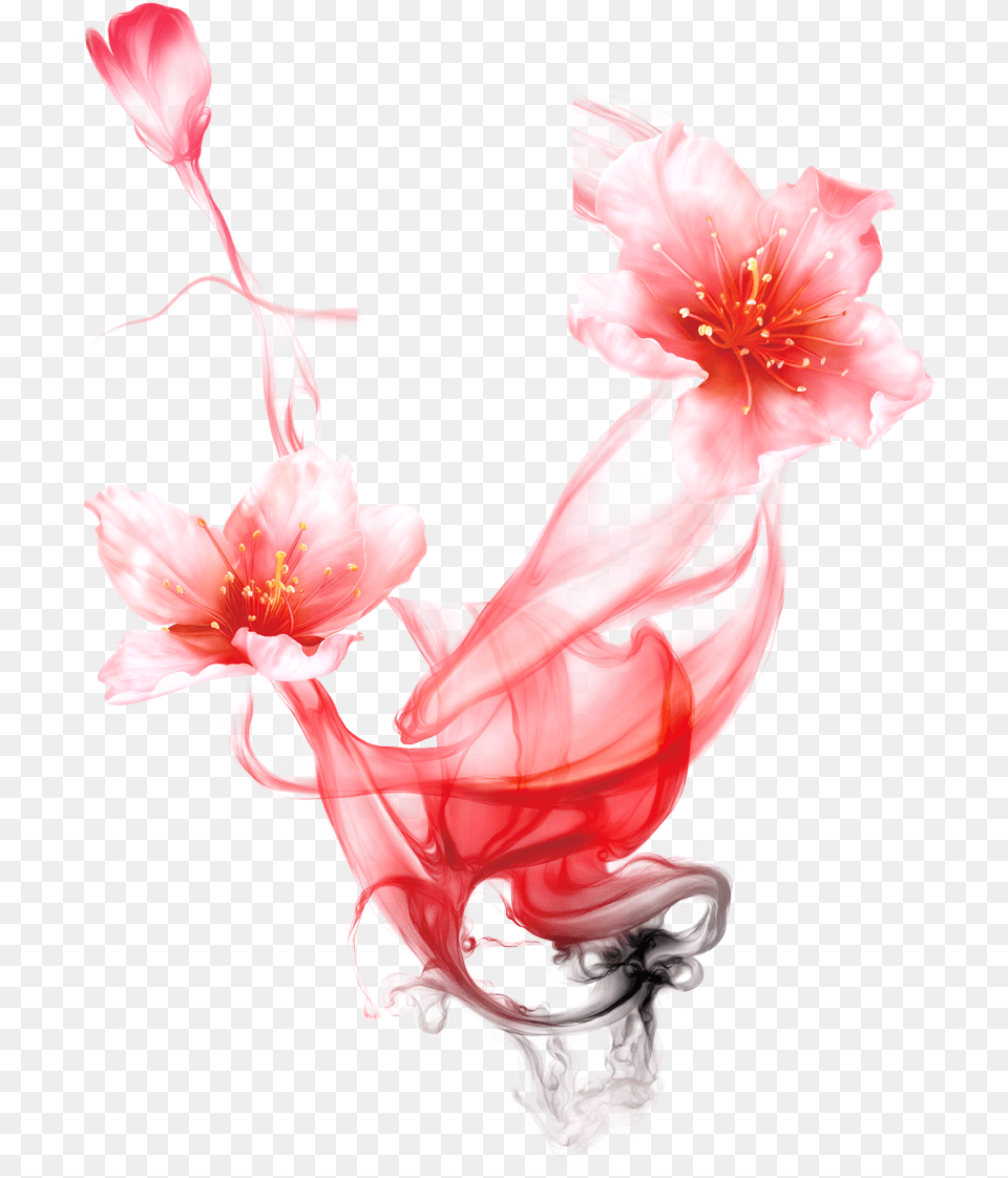 Image, Anther, Flower, Plant, Petal Free Png