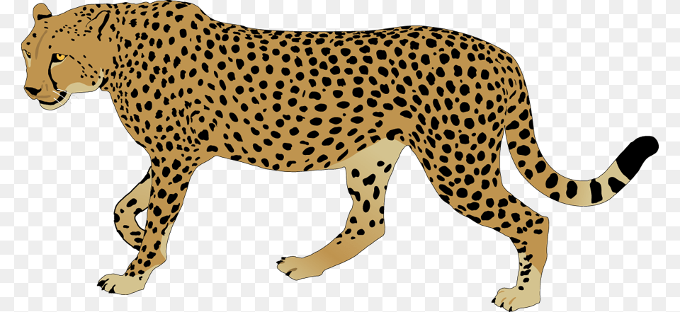 Image, Animal, Cheetah, Mammal, Wildlife Free Transparent Png