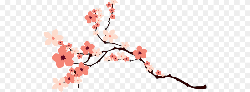 Image, Cherry Blossom, Flower, Plant, Appliance Png