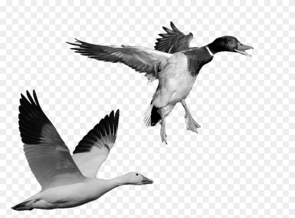 Image, Animal, Bird, Flying, Beak Free Png Download