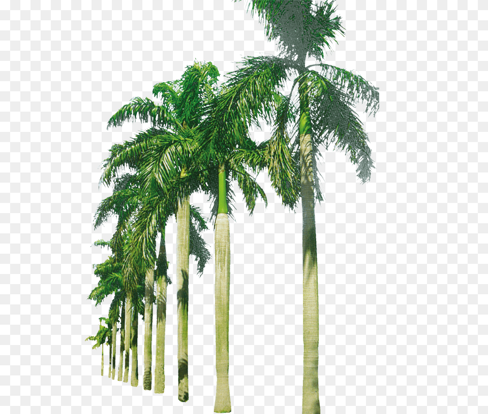 Image, Palm Tree, Plant, Tree, Vegetation Free Png Download