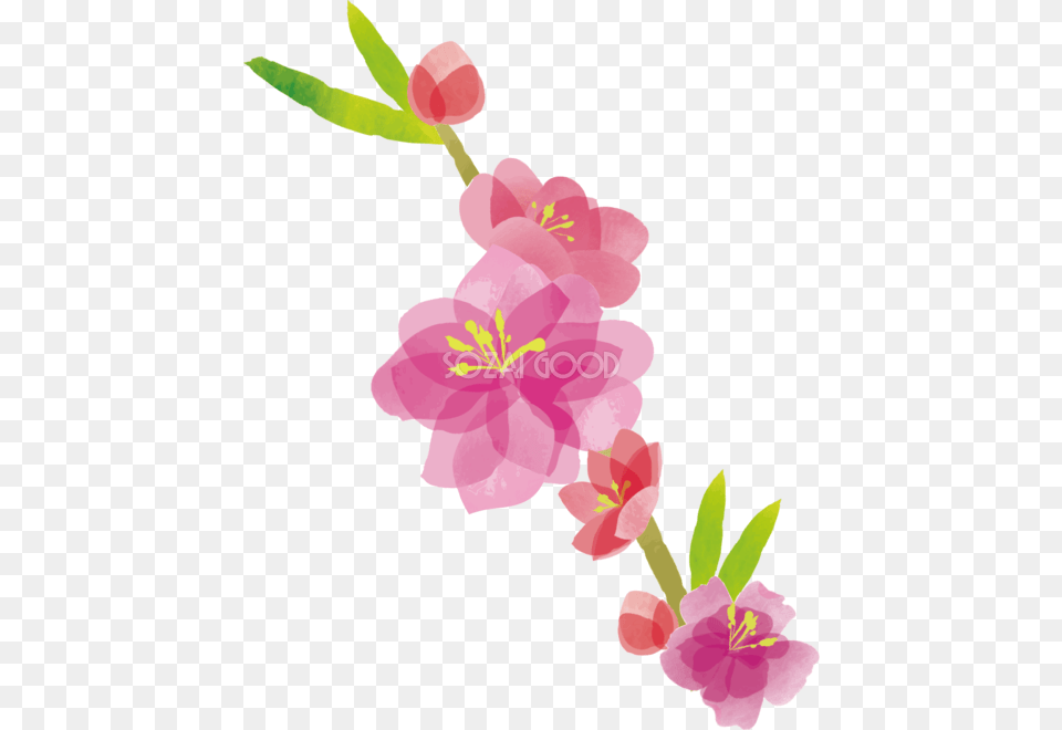 Image, Flower, Petal, Plant, Anther Png