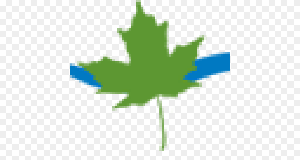 Image, Leaf, Plant, Tree, Maple Leaf Free Png