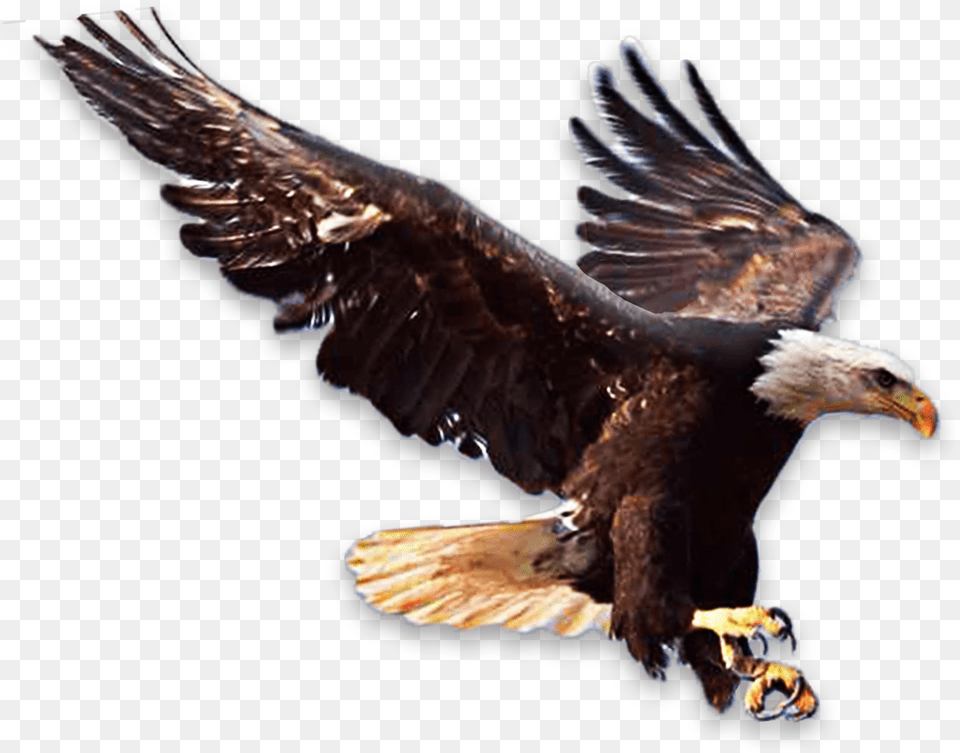 Image, Animal, Bird, Eagle, Beak Free Transparent Png