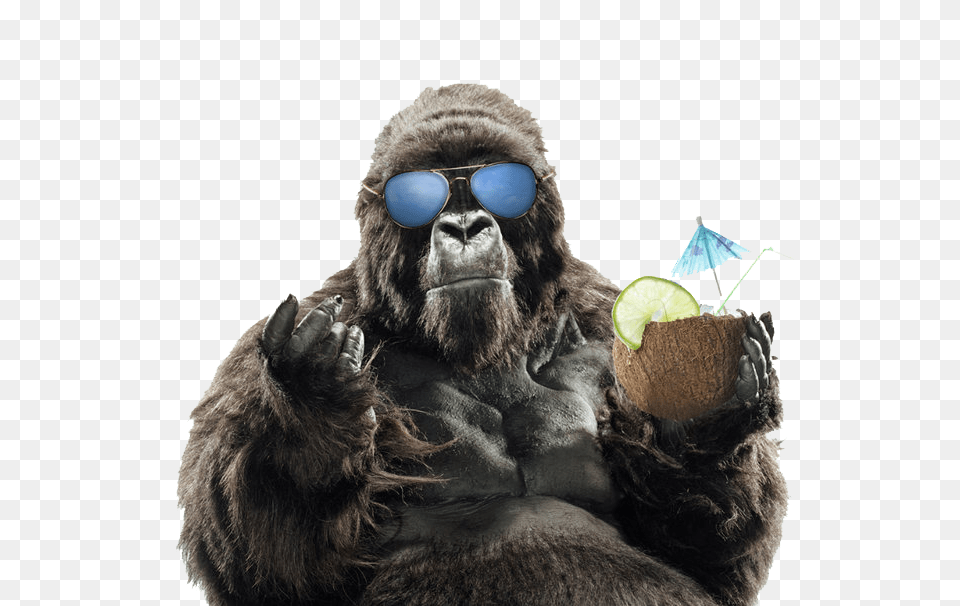 Image, Wildlife, Animal, Ape, Mammal Free Png