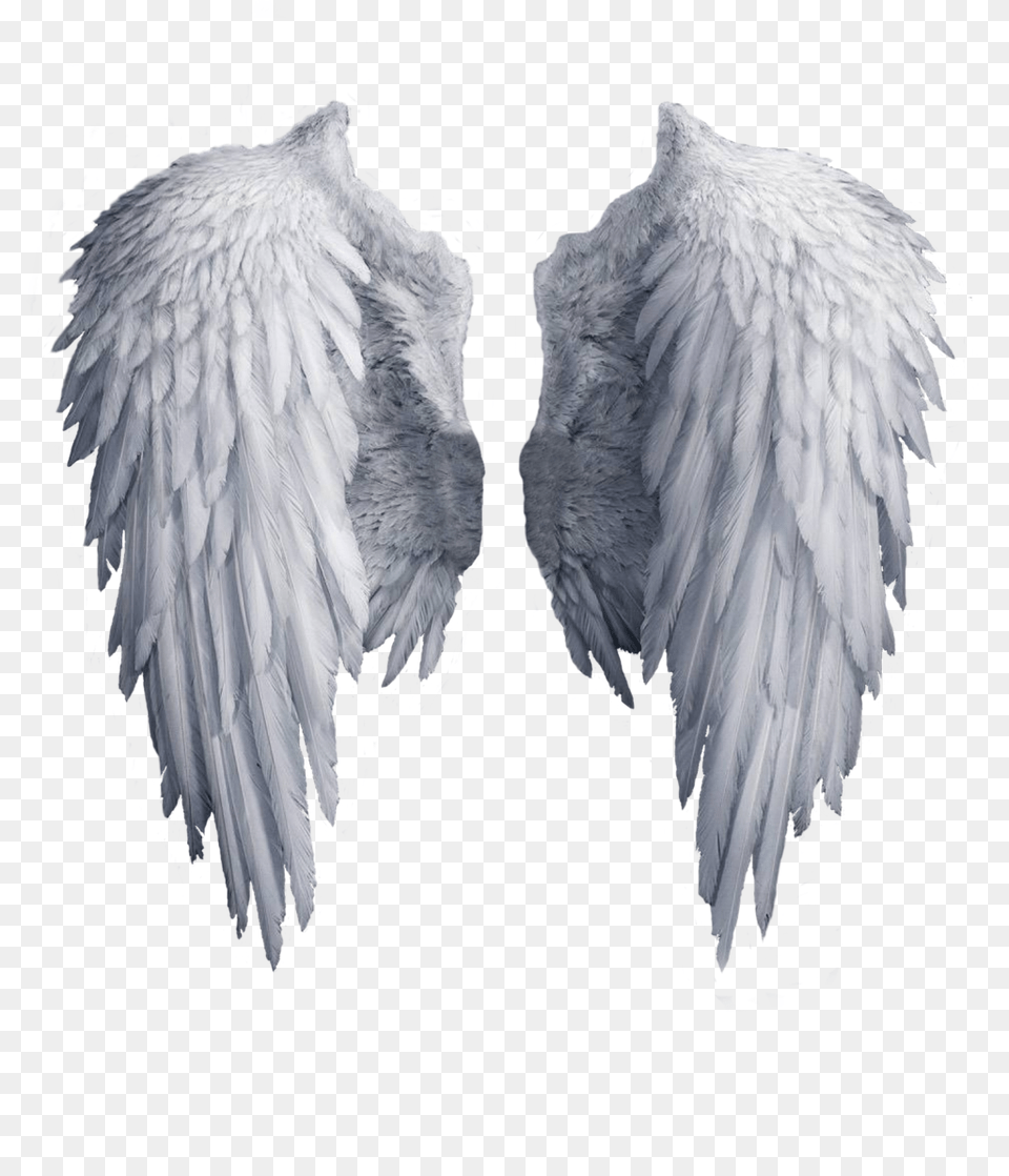 Angel, Animal, Bird Png Image