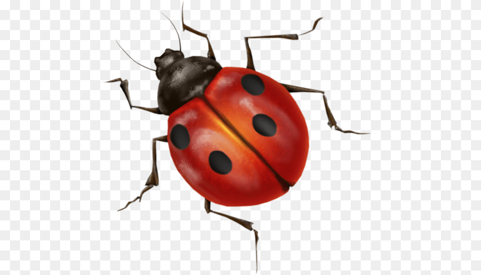 Image, Animal, Insect, Invertebrate Free Png