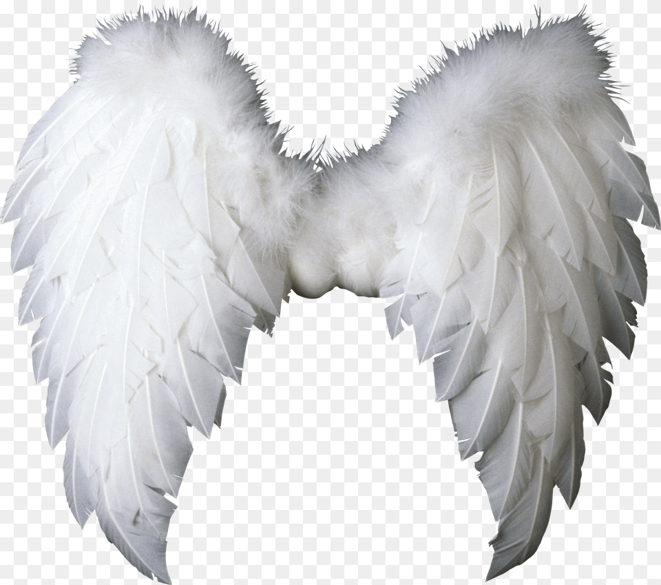 Image, Animal, Bird, Vulture, Angel Free Transparent Png