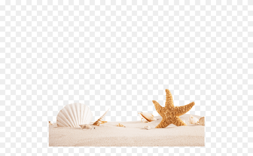 Image, Animal, Invertebrate, Sea Life, Seashell Free Transparent Png