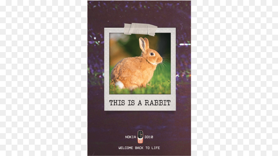 Image, Animal, Hare, Mammal, Rodent Free Png