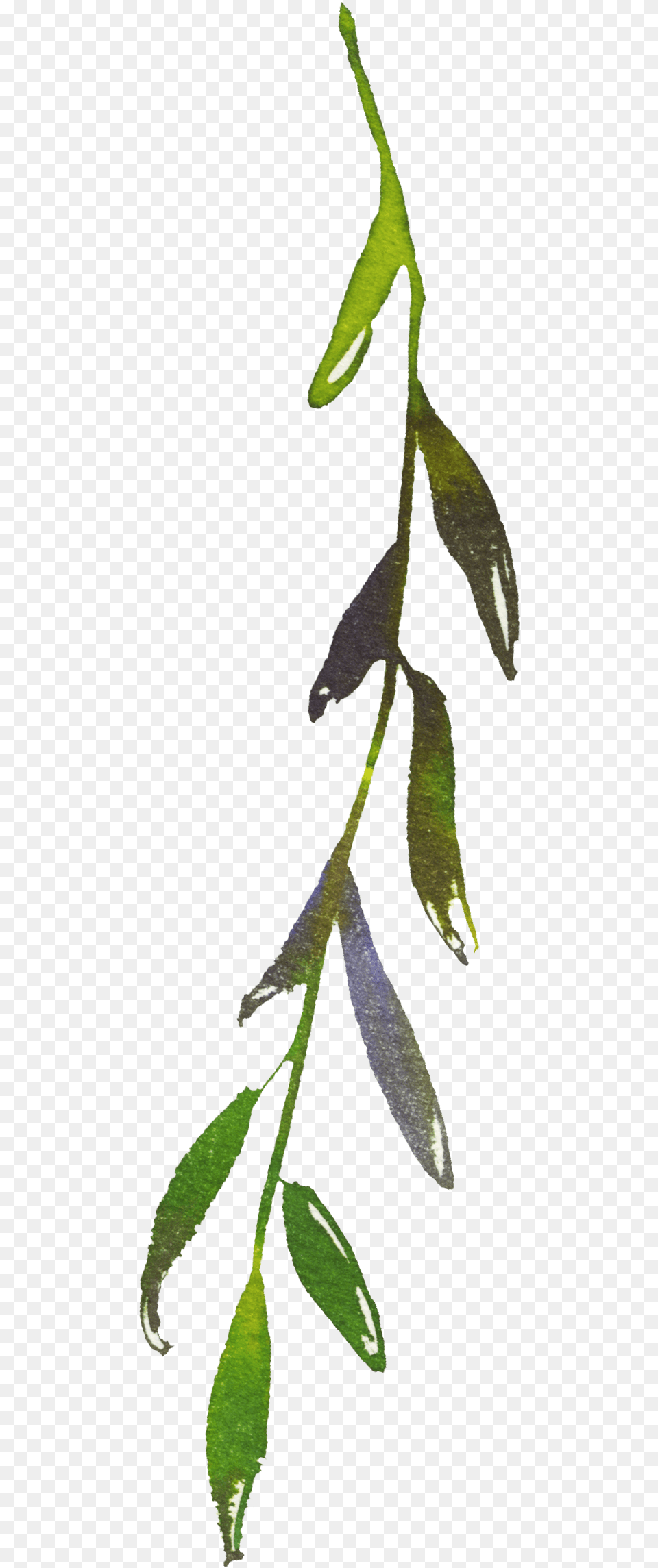 Image, Leaf, Plant, Tree, Annonaceae Free Transparent Png