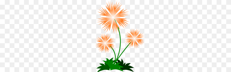 Image, Fireworks, Flower, Plant, Chandelier Free Transparent Png