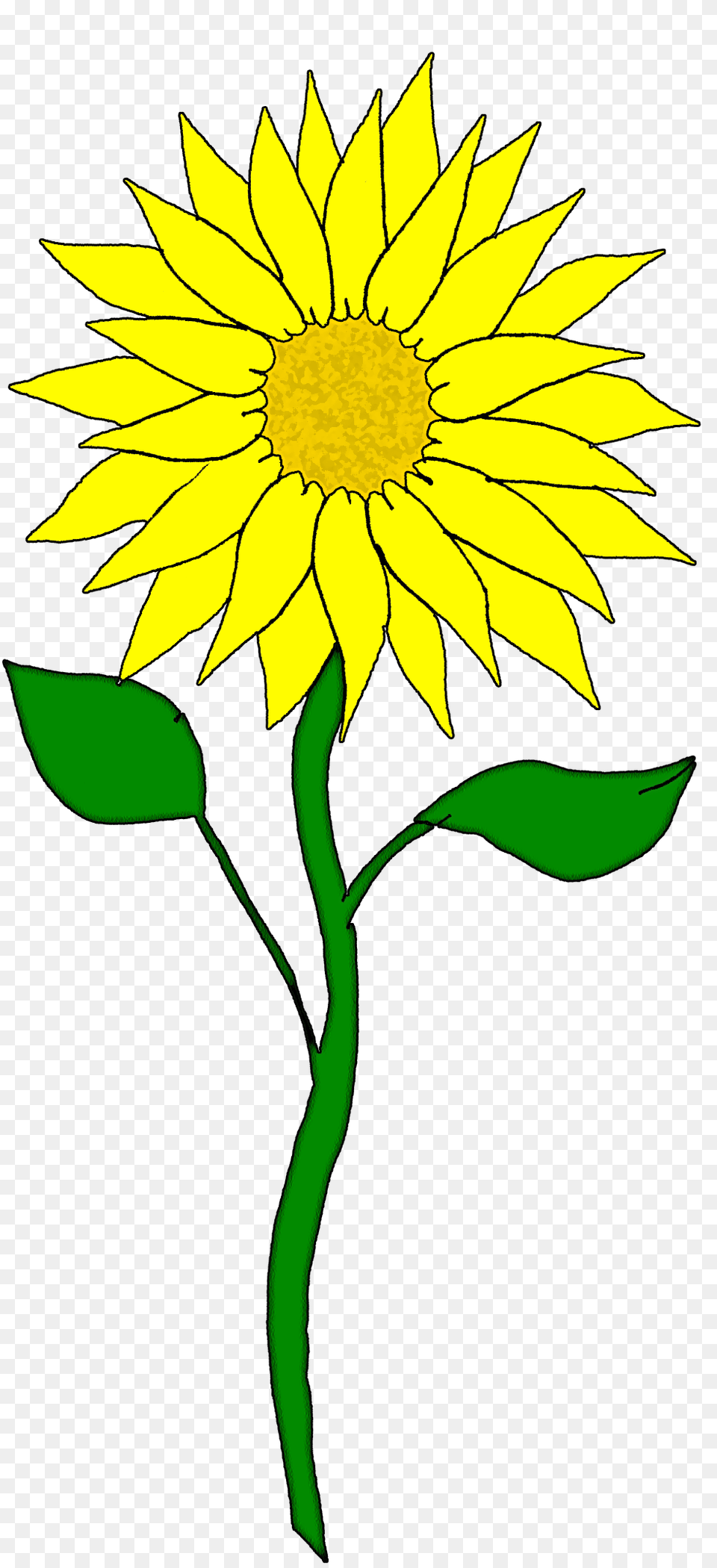 Image, Flower, Plant, Sunflower, Daisy Free Png Download