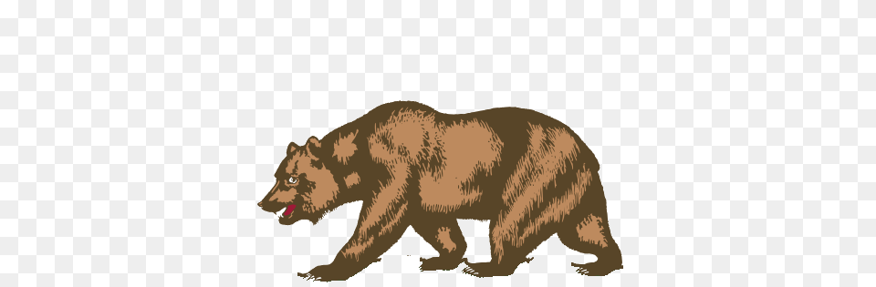 Animal, Bear, Mammal, Wildlife Png Image