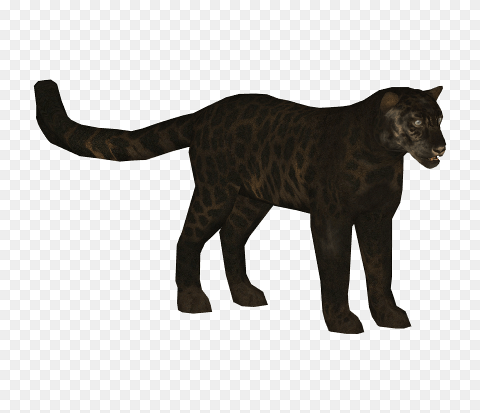 Image, Animal, Mammal, Panther, Wildlife Free Png Download