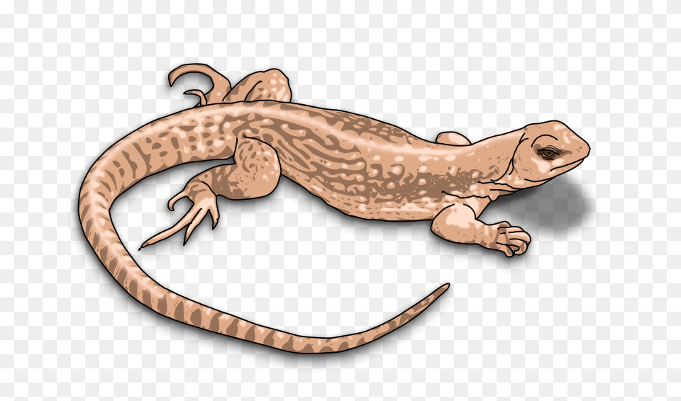 Image, Animal, Gecko, Lizard, Reptile Free Transparent Png