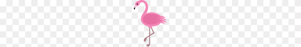 Image, Animal, Bird, Flamingo, Baby Png