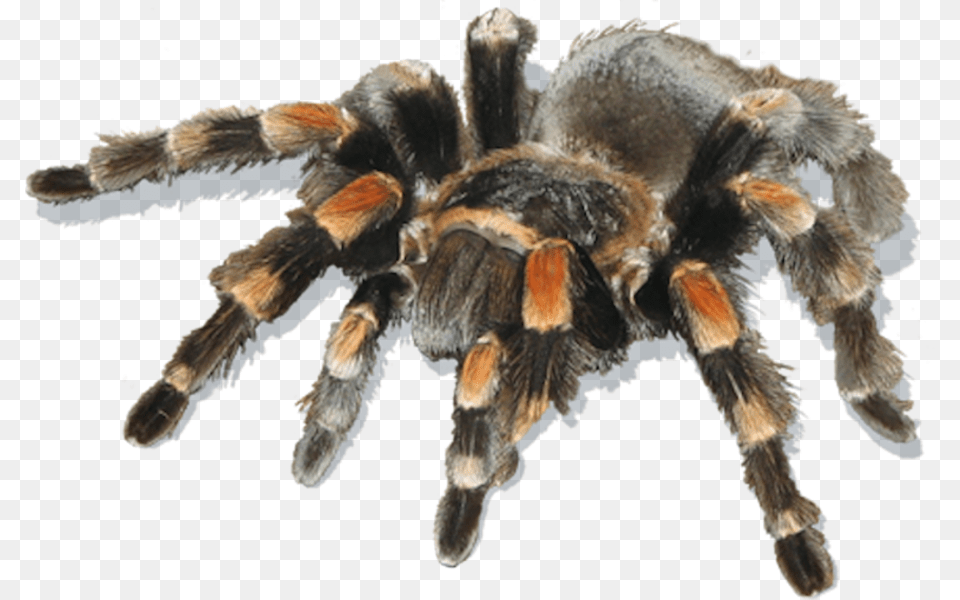 Animal, Invertebrate, Spider, Insect Png Image