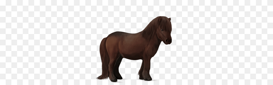 Image, Animal, Colt Horse, Horse, Mammal Png