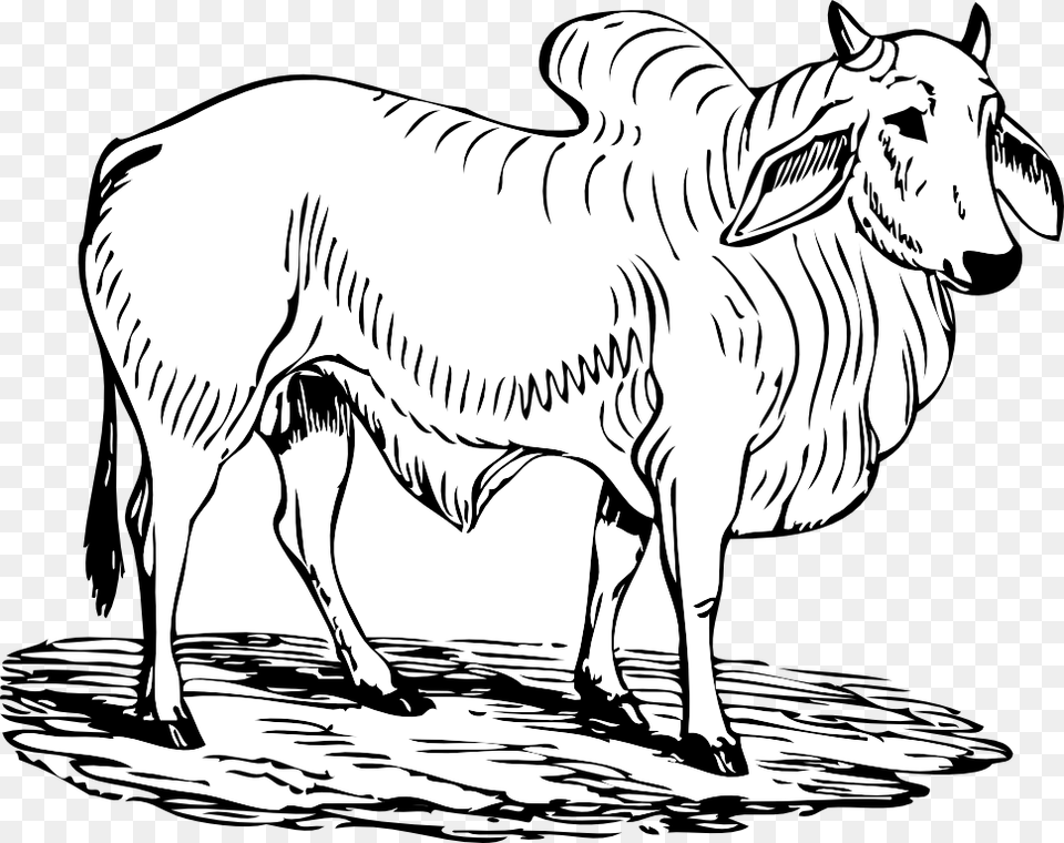 Animal, Bull, Mammal, Livestock Png Image