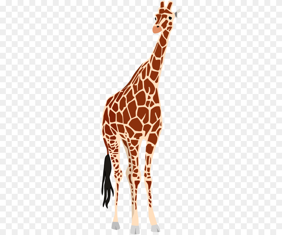 Image, Animal, Giraffe, Mammal, Wildlife Free Transparent Png