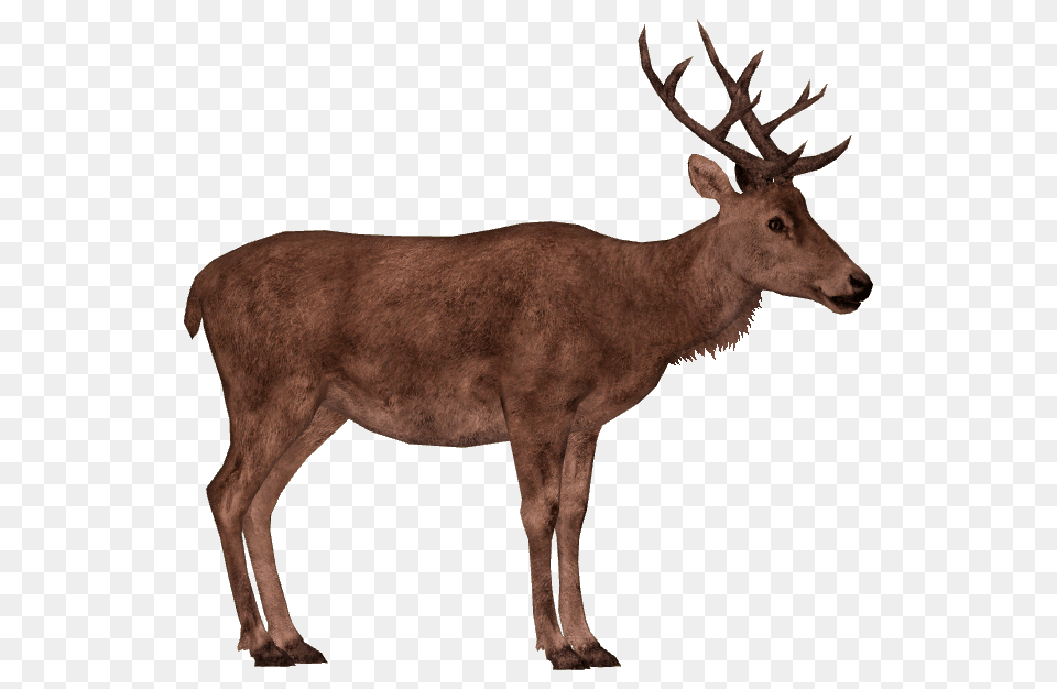 Image, Animal, Antelope, Deer, Elk Free Png Download
