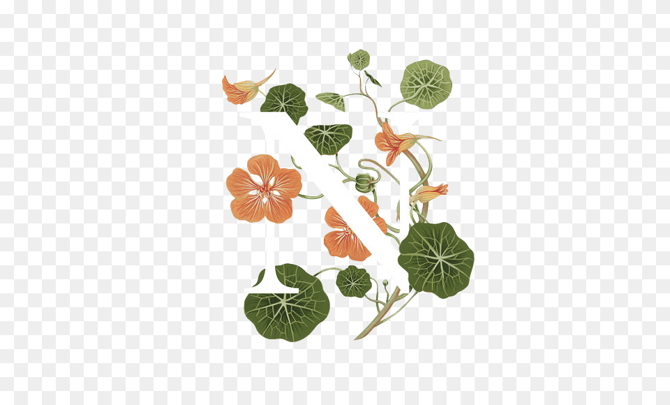 Image, Flower, Herbal, Herbs, Leaf Free Transparent Png