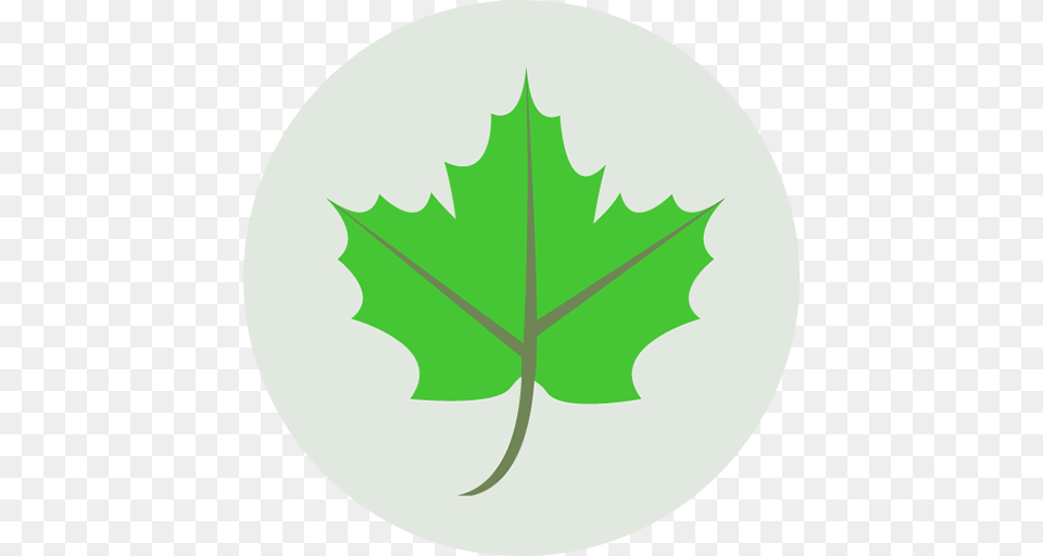 Image, Leaf, Maple Leaf, Plant, Tree Png