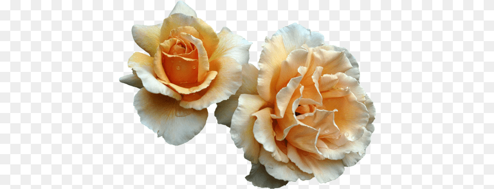 Image About Flowers In By Aesthetic Orange Flower Transparent, Petal, Plant, Rose, Carnation Free Png