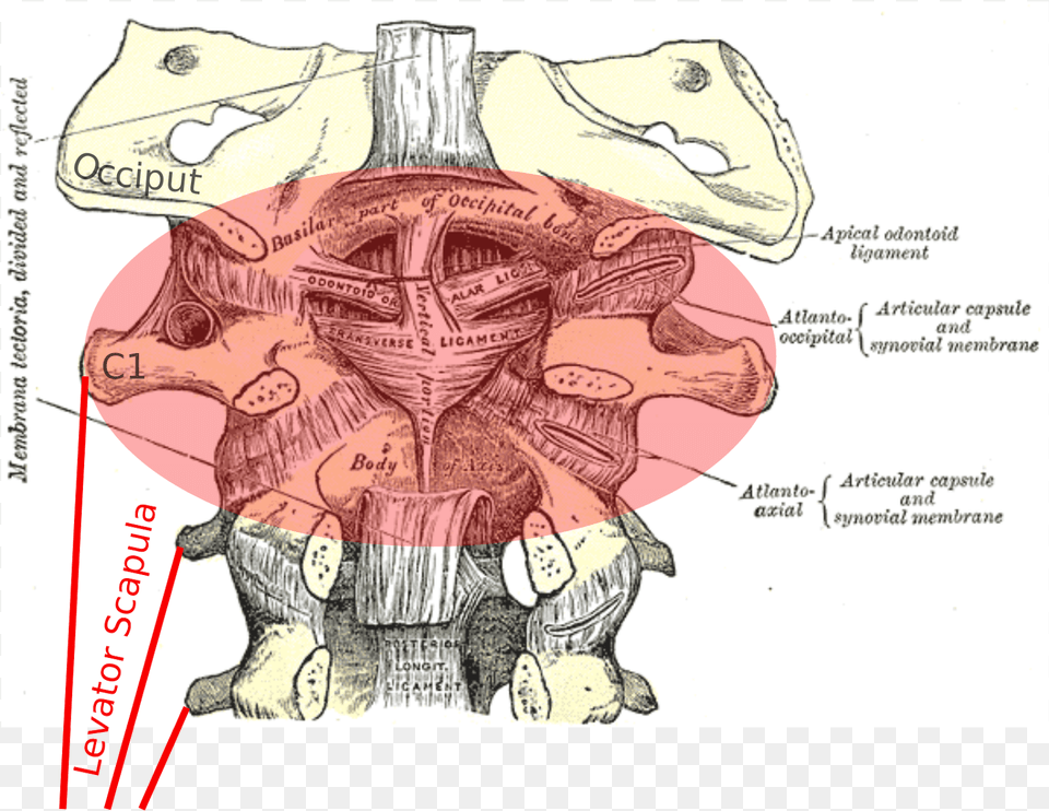 Image Adapted From Gray39s Anatomy Anatomy, Person, Baby Png