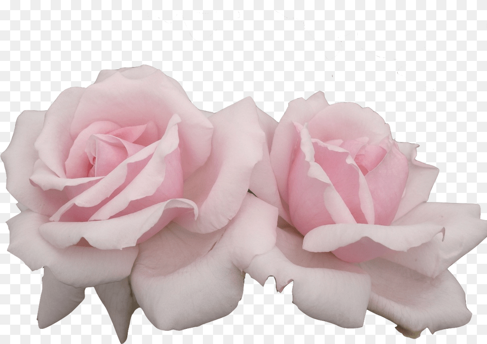 Image Aesthetic Flower Petal, Plant, Rose Free Transparent Png