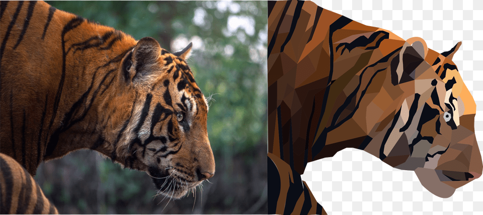 Image Agitated Tiger, Animal, Mammal, Wildlife, Person Free Png