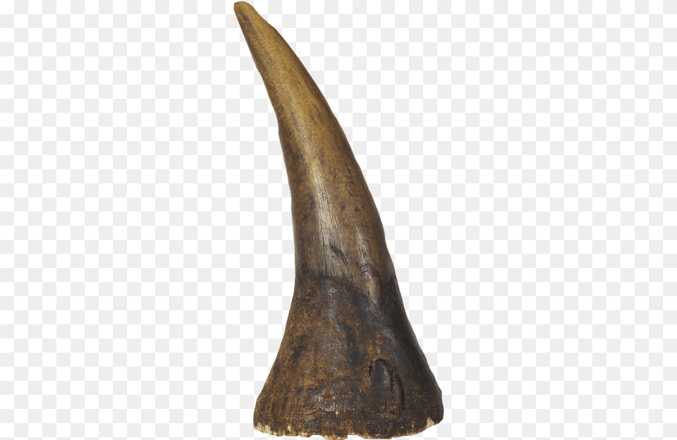 Image Albrecht D Rer Rhinoceros Horn, Electronics, Hardware, Brass Section, Musical Instrument Free Png Download